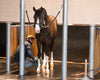 Rubber vloer wasplaats paarden.