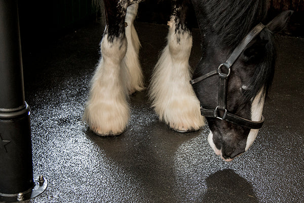 Stalvloer paardenstal 