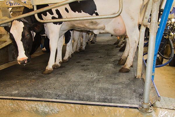 Melkstal anti-slipmat voor grip voor uw koeien
