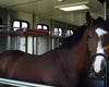 Rubber matten in uw paardenvrachtwagen ter bescherming van uw paard.