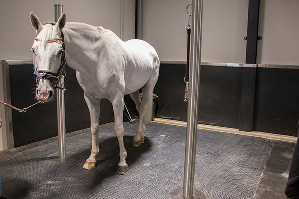 Rubber anti-slipvloer in paardenkliniek.