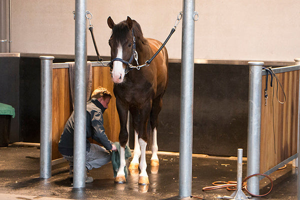 Rubber vloer wasplaats paarden. 
