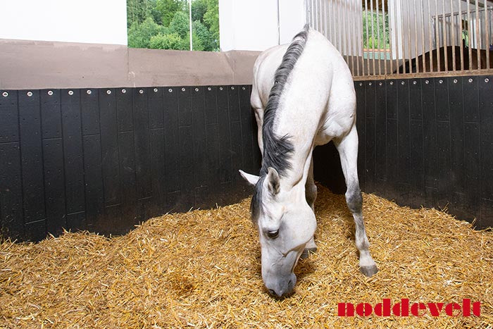 Rubber wandbescherming Belmondo Rodeo B:350 x H:130